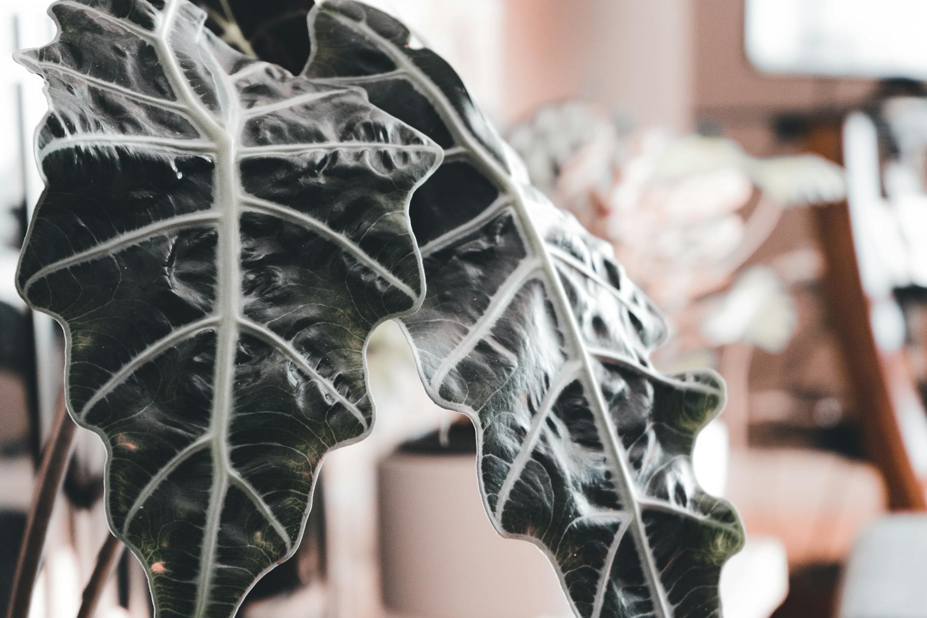 Alocasia × amazonica with dark green arrow-shaped leaves and white veins