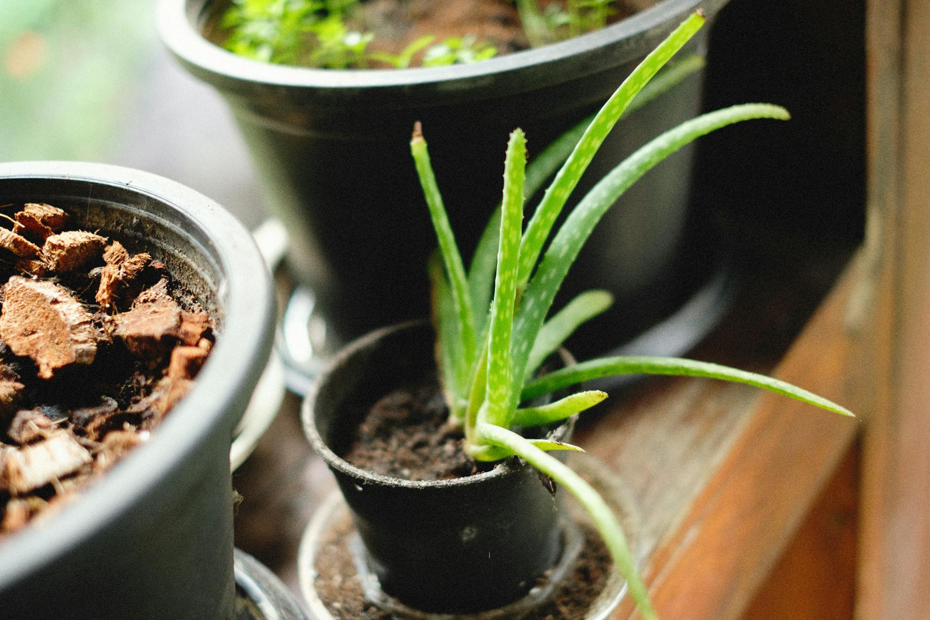 Aloe vera with thick fleshy green leaves in a terracotta pot