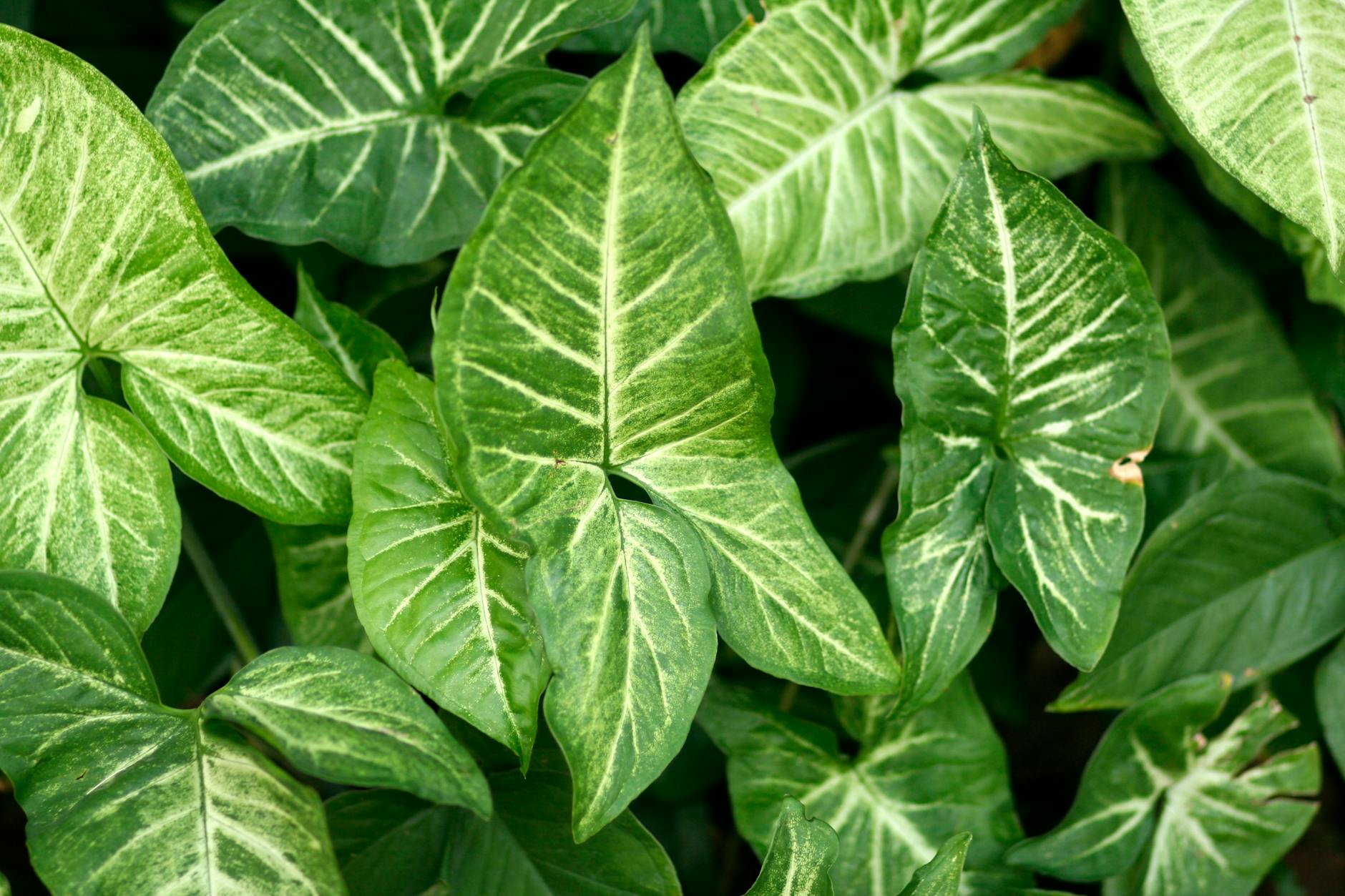 Syngonium podophyllum with arrow-shaped green leaves and white central veining