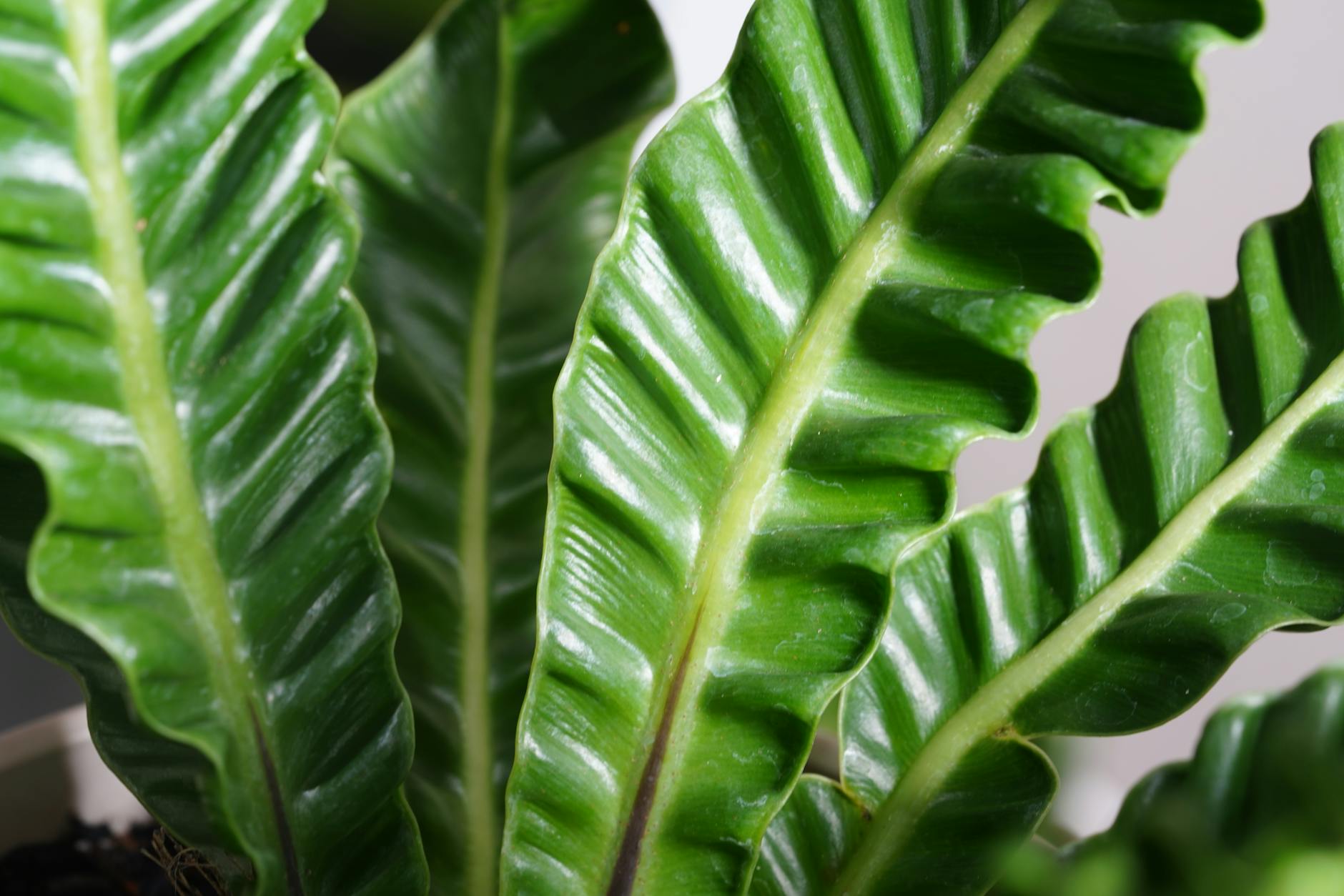 Asplenium nidus with rosette of solid undivided wavy green fronds