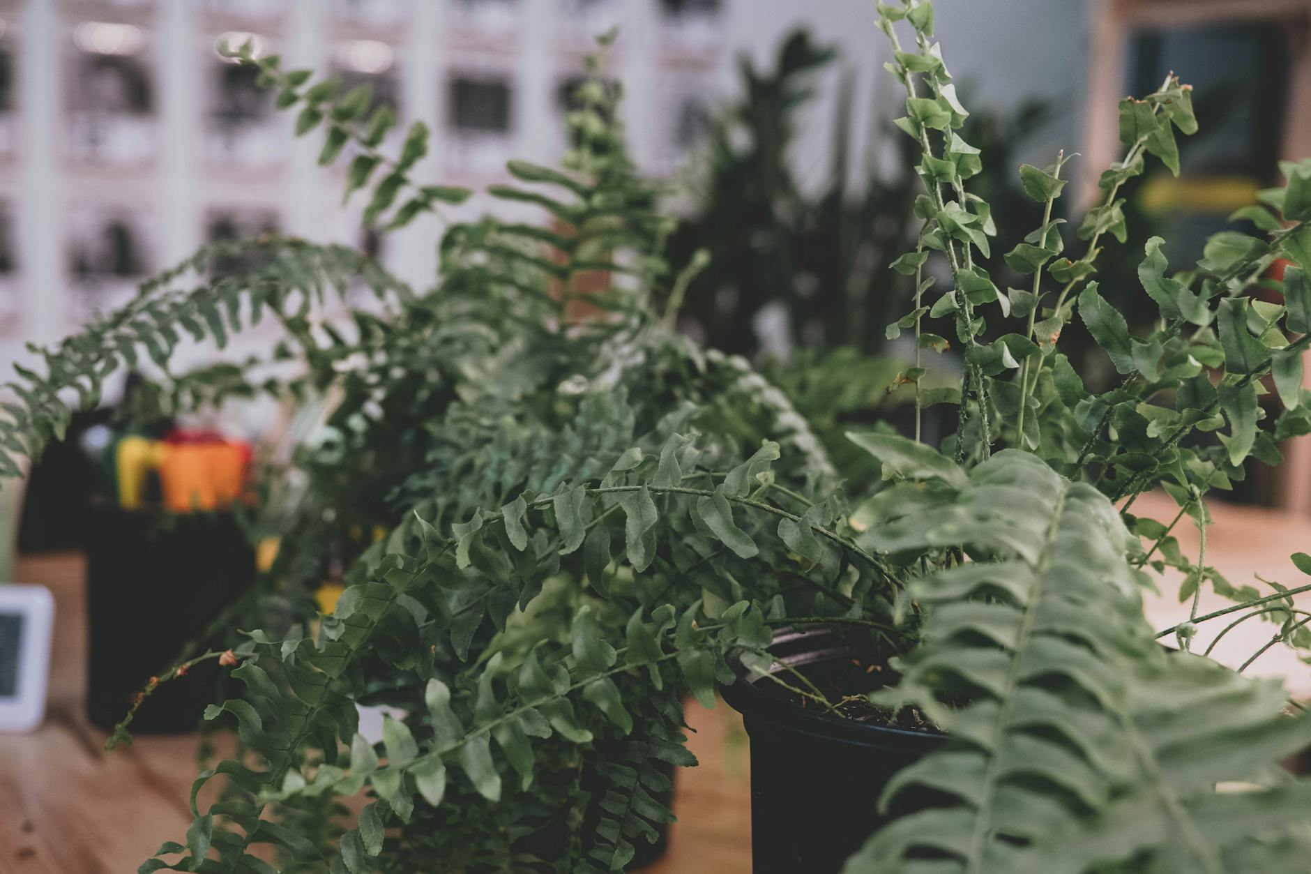 Nephrolepis exaltata with arching feathery green fronds