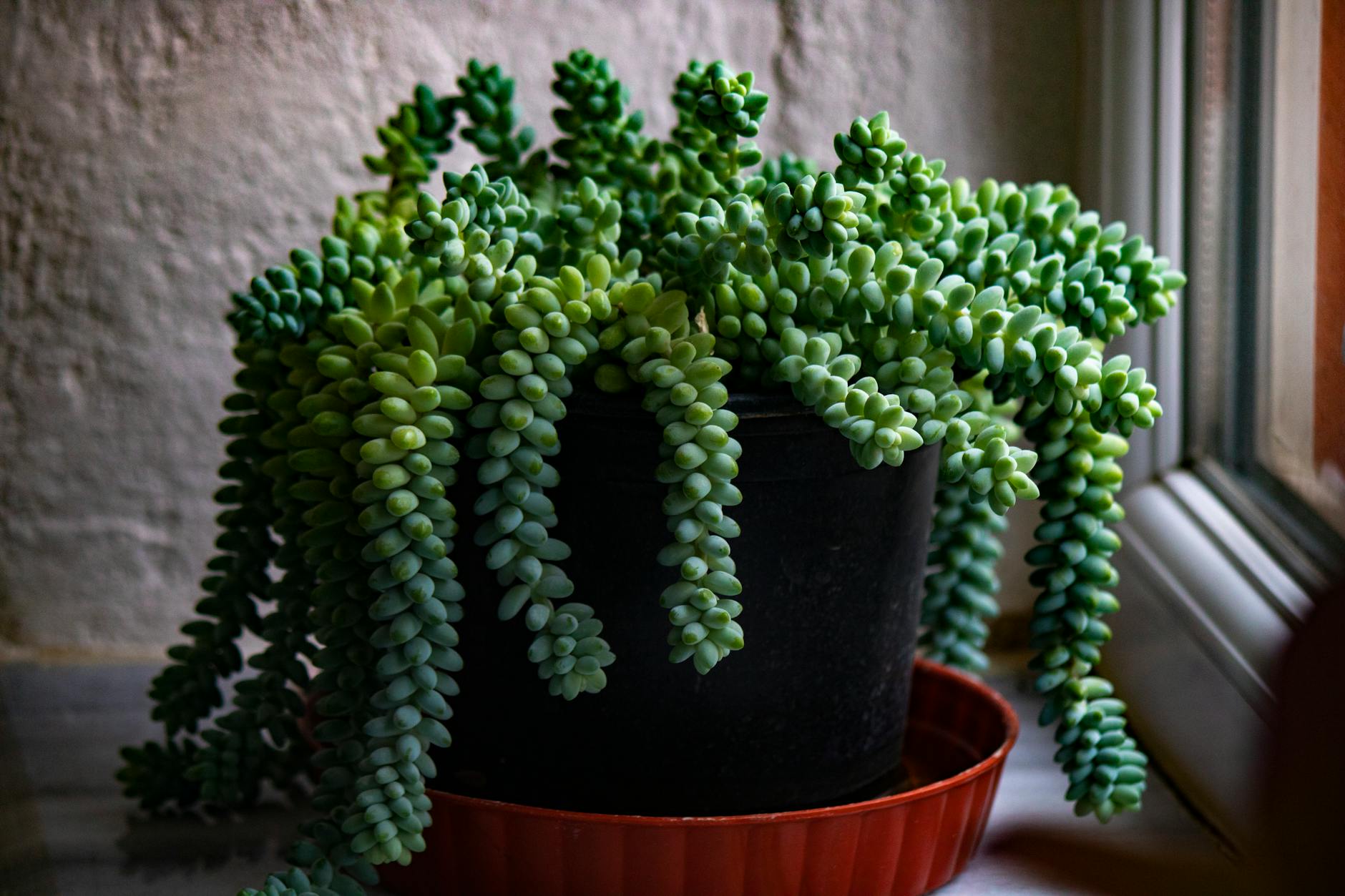 Sedum morganianum Burrito with plump blue-green beaded stems trailing from a pot