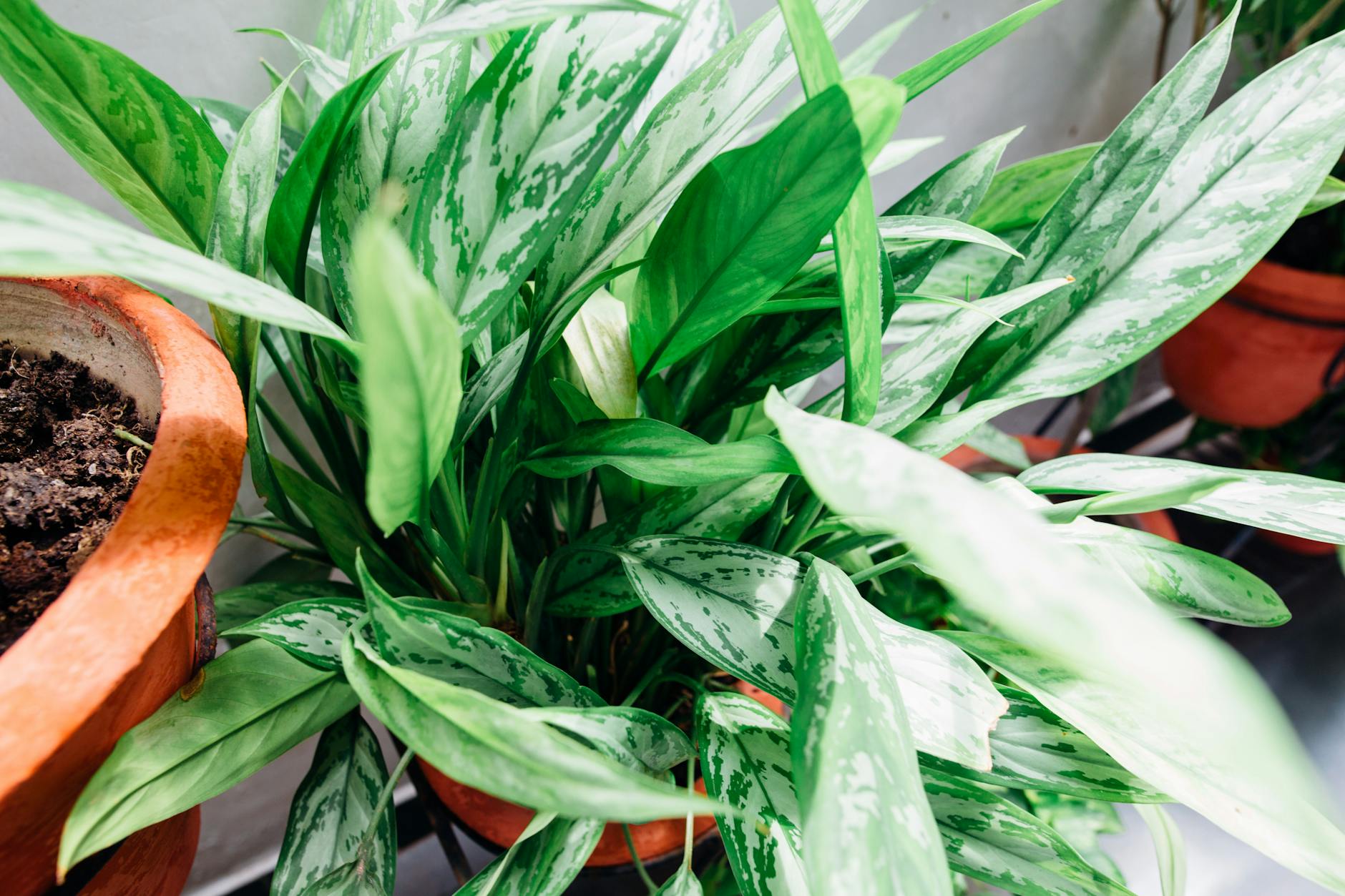 Aglaonema commutatum with patterned silver-green leaves on upright stems in a decorative pot
