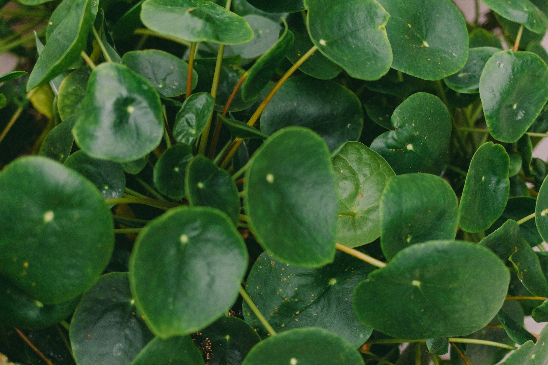 Pilea peperomioides with round coin-shaped green leaves on long stems