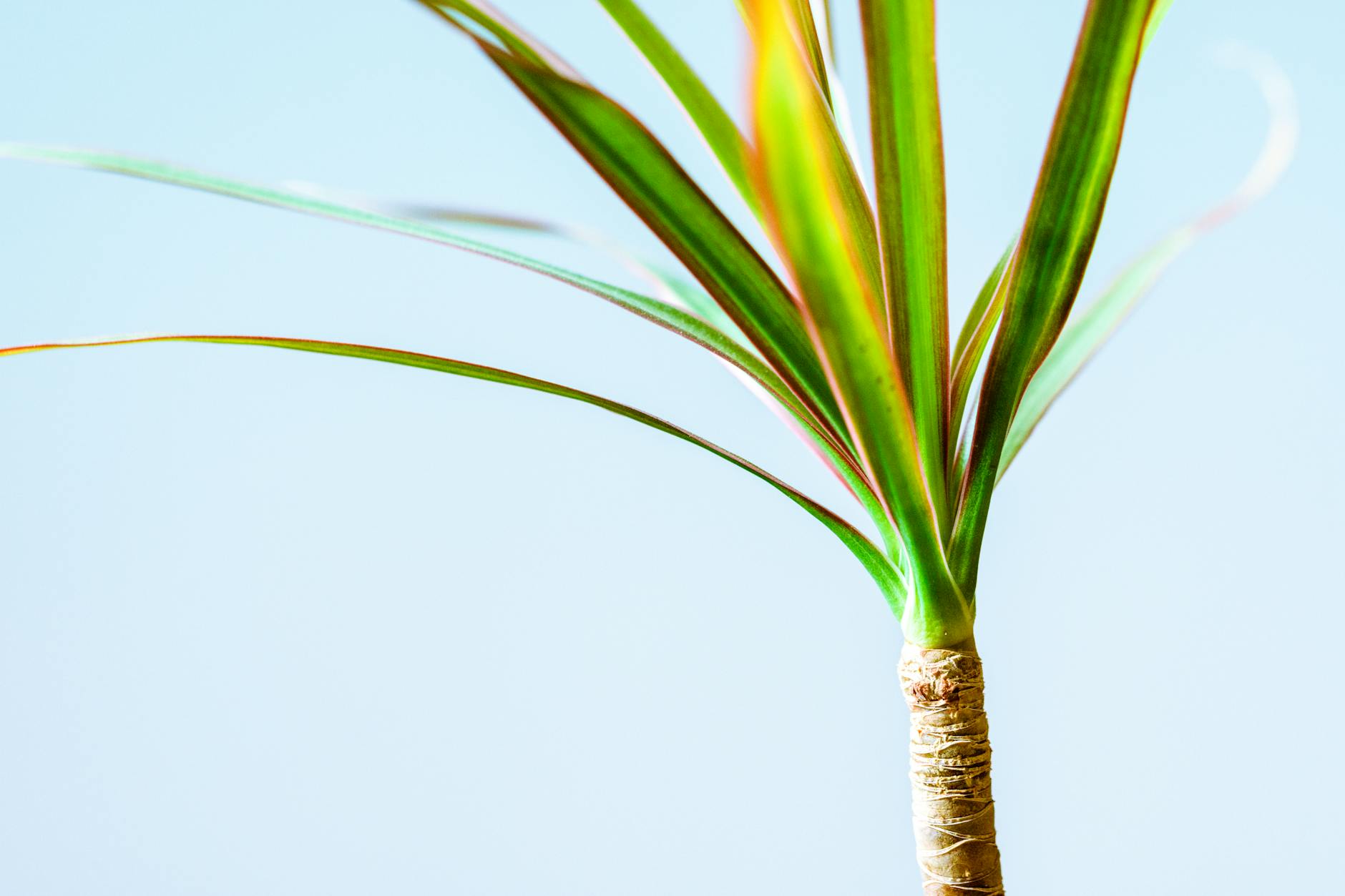 Dracaena marginata with narrow red-edged leaves clustered at the tips of multiple tall canes