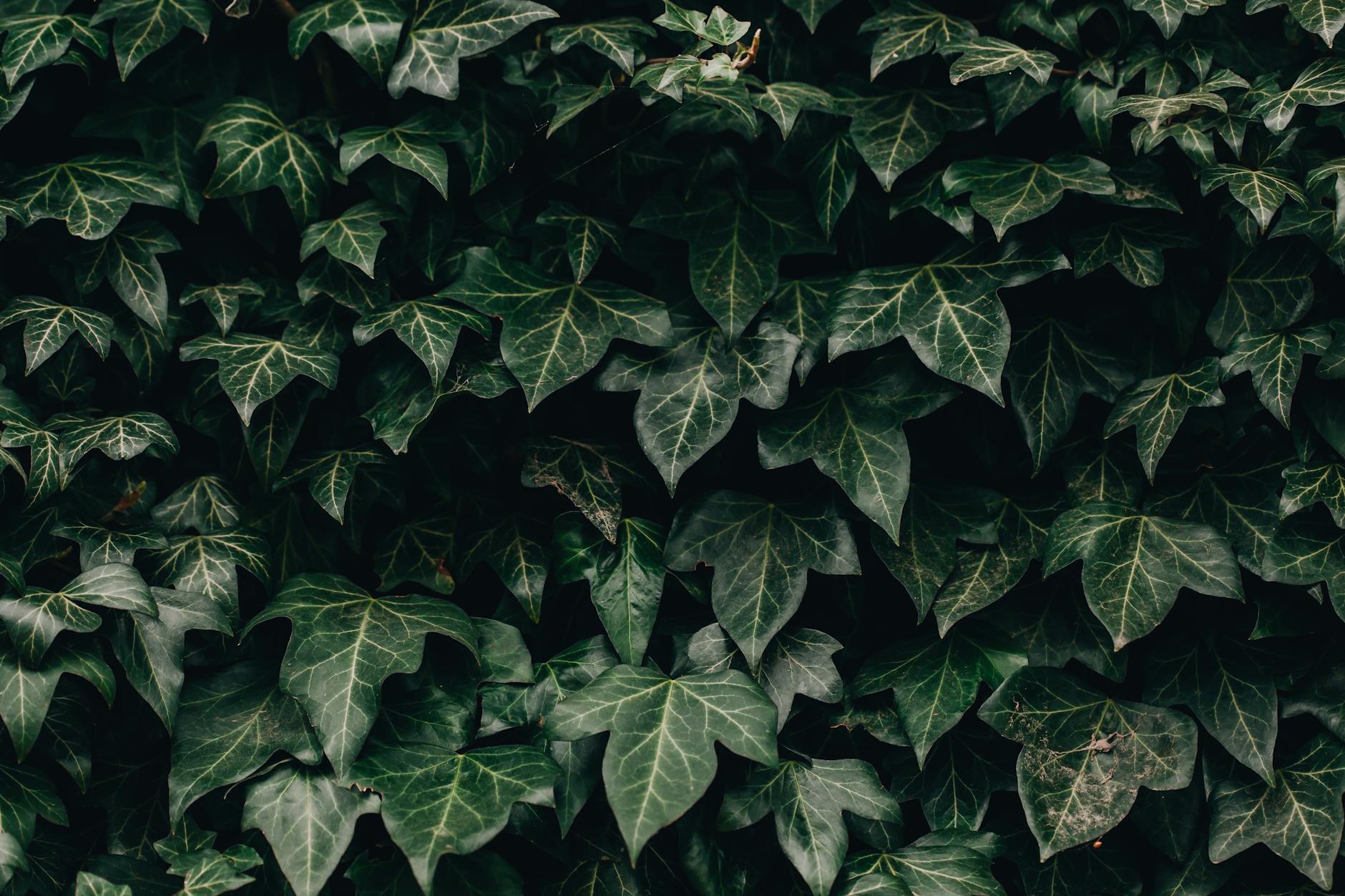 Hedera helix with classic lobed dark green leaves trailing from a decorative pot