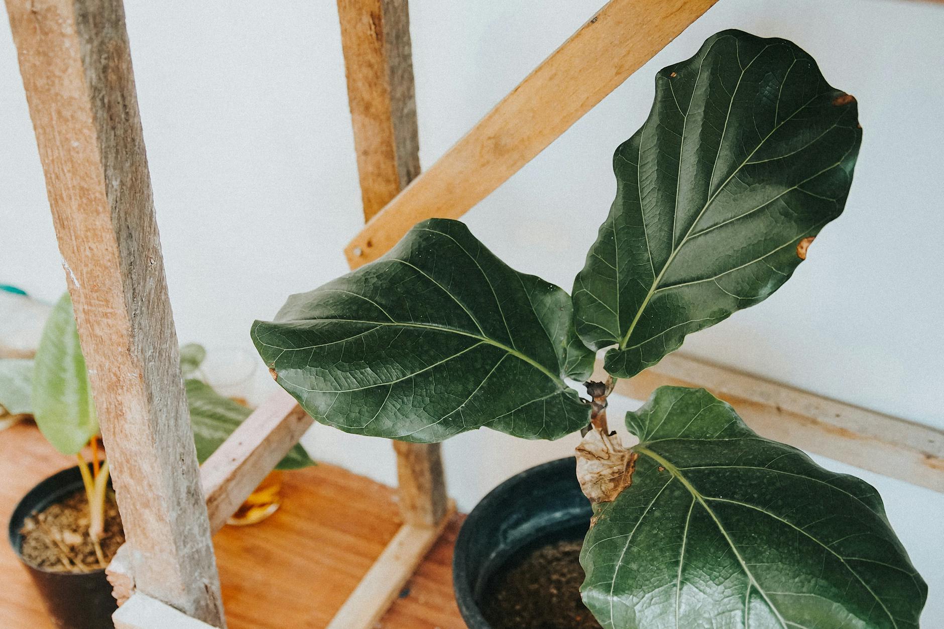 Ficus lyrata with large violin-shaped glossy green leaves