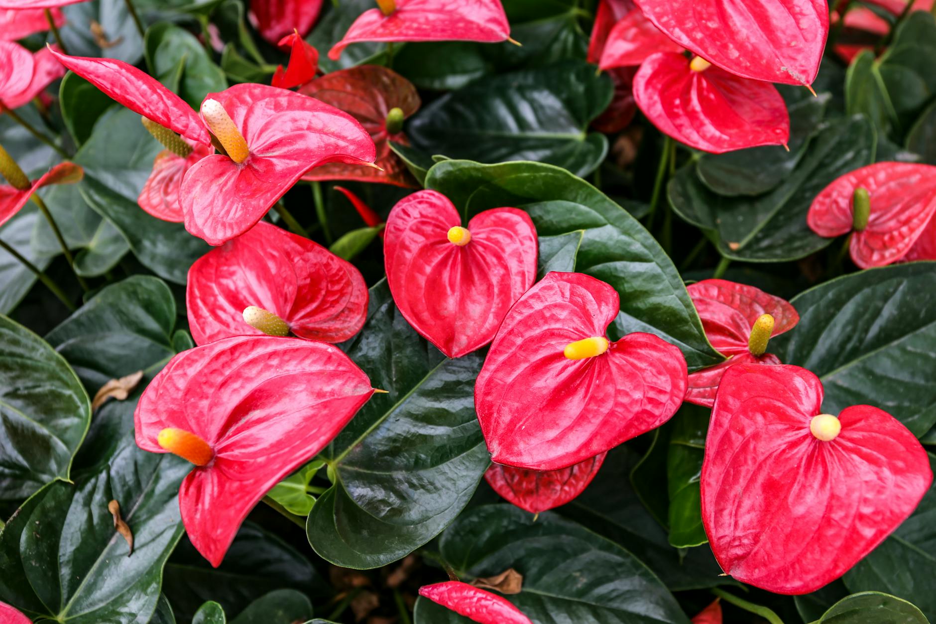 Anthurium andraeanum with red spathe and yellow spadix flower