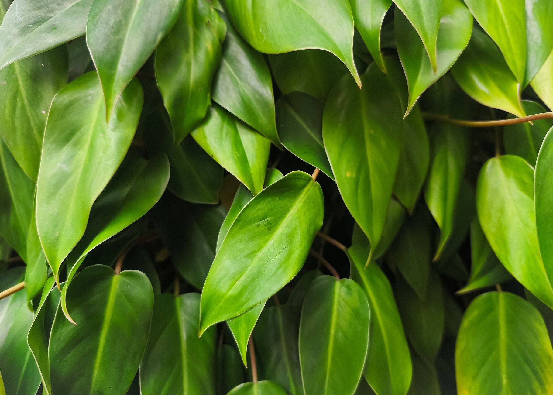 Philodendron hederaceum with heart-shaped trailing leaves