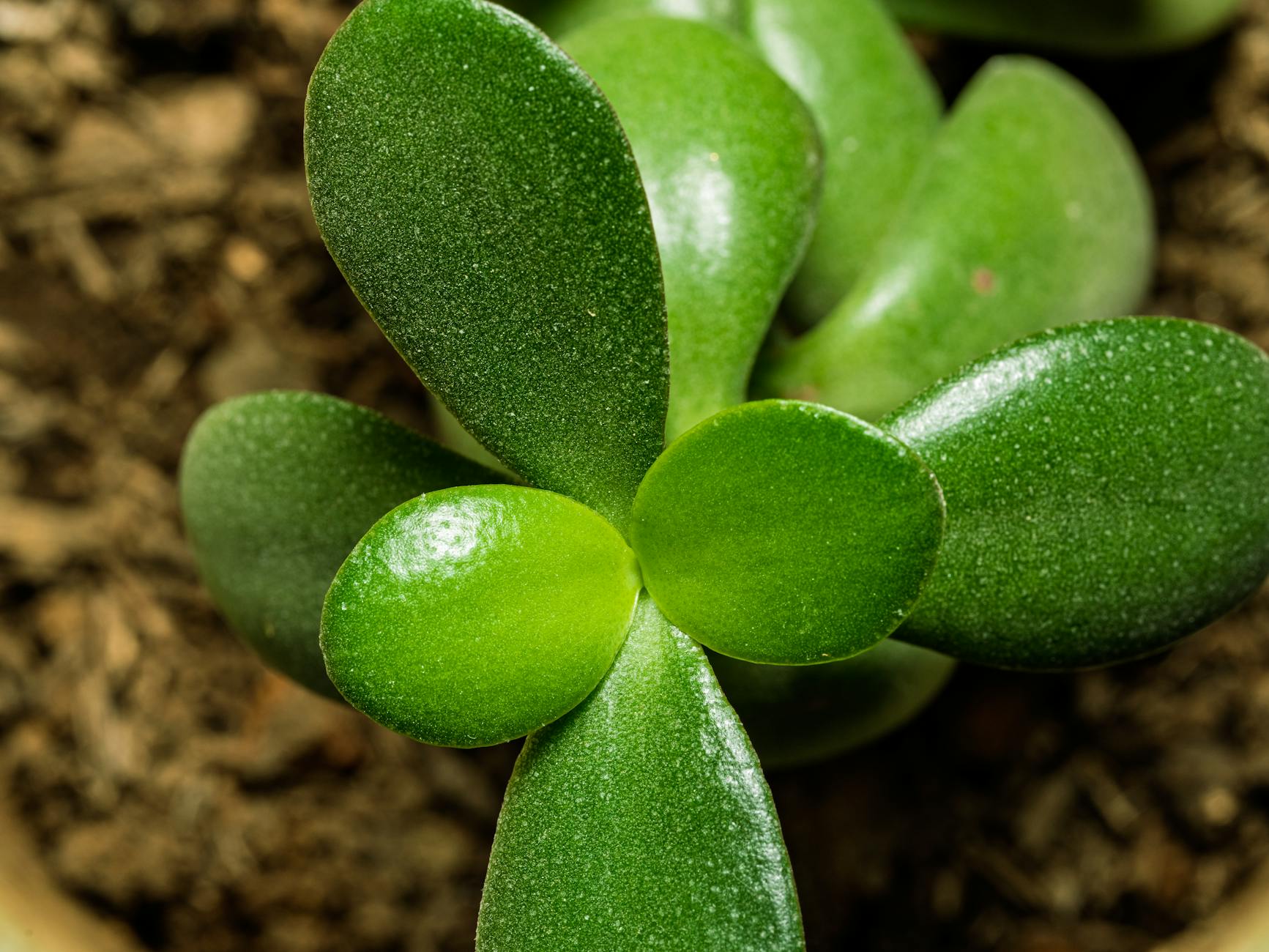 Crassula ovata with thick oval fleshy leaves on woody branching stems forming a miniature tree shape