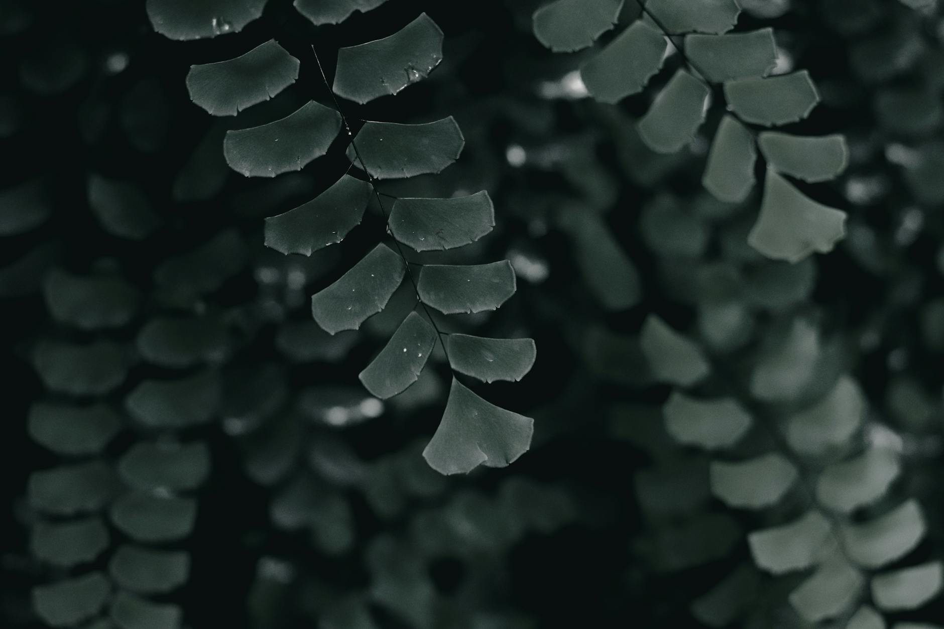 Adiantum raddianum with delicate fan-shaped leaflets on wiry black stems