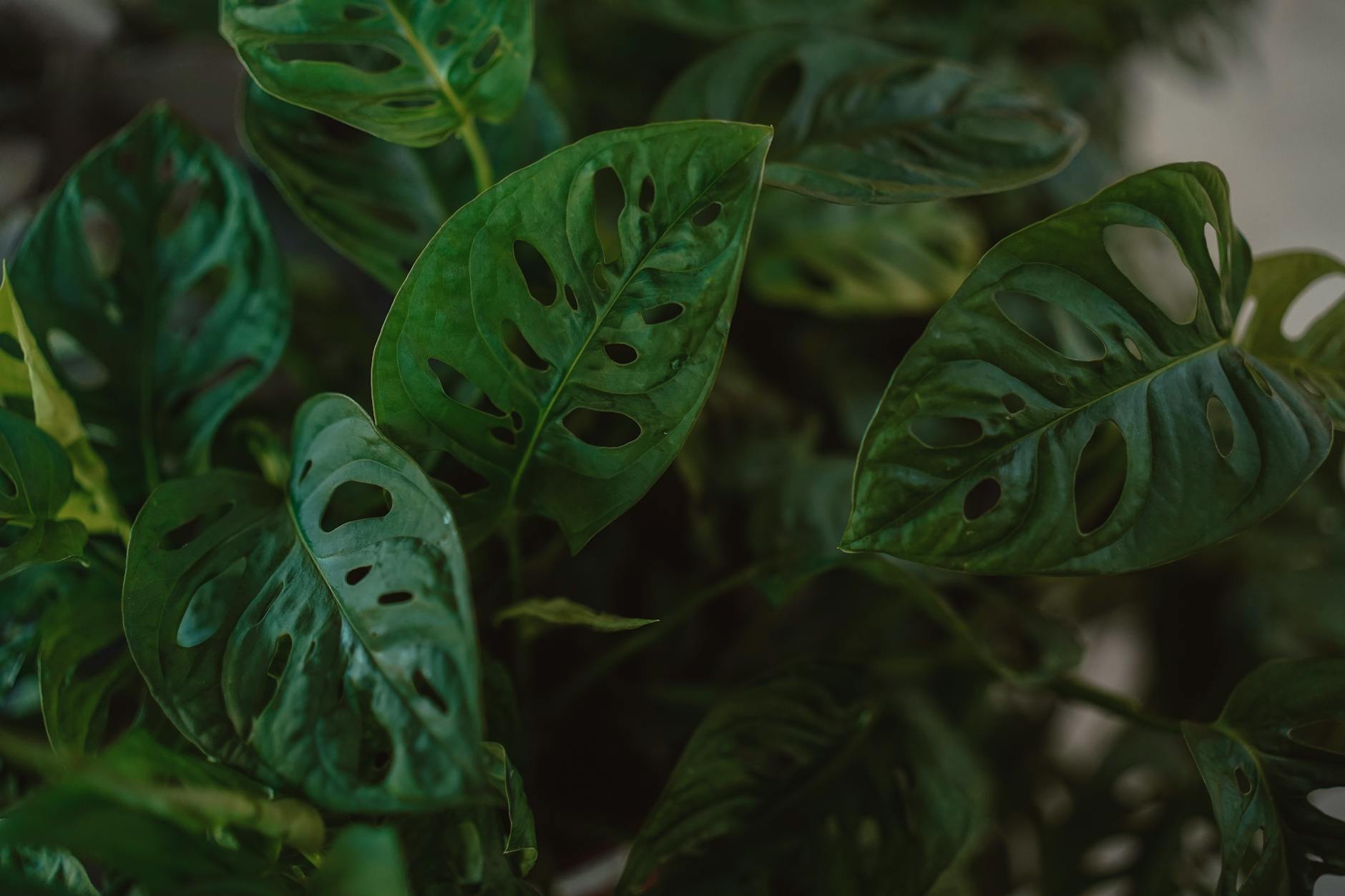 Monstera adansonii with small fenestrated leaves trailing