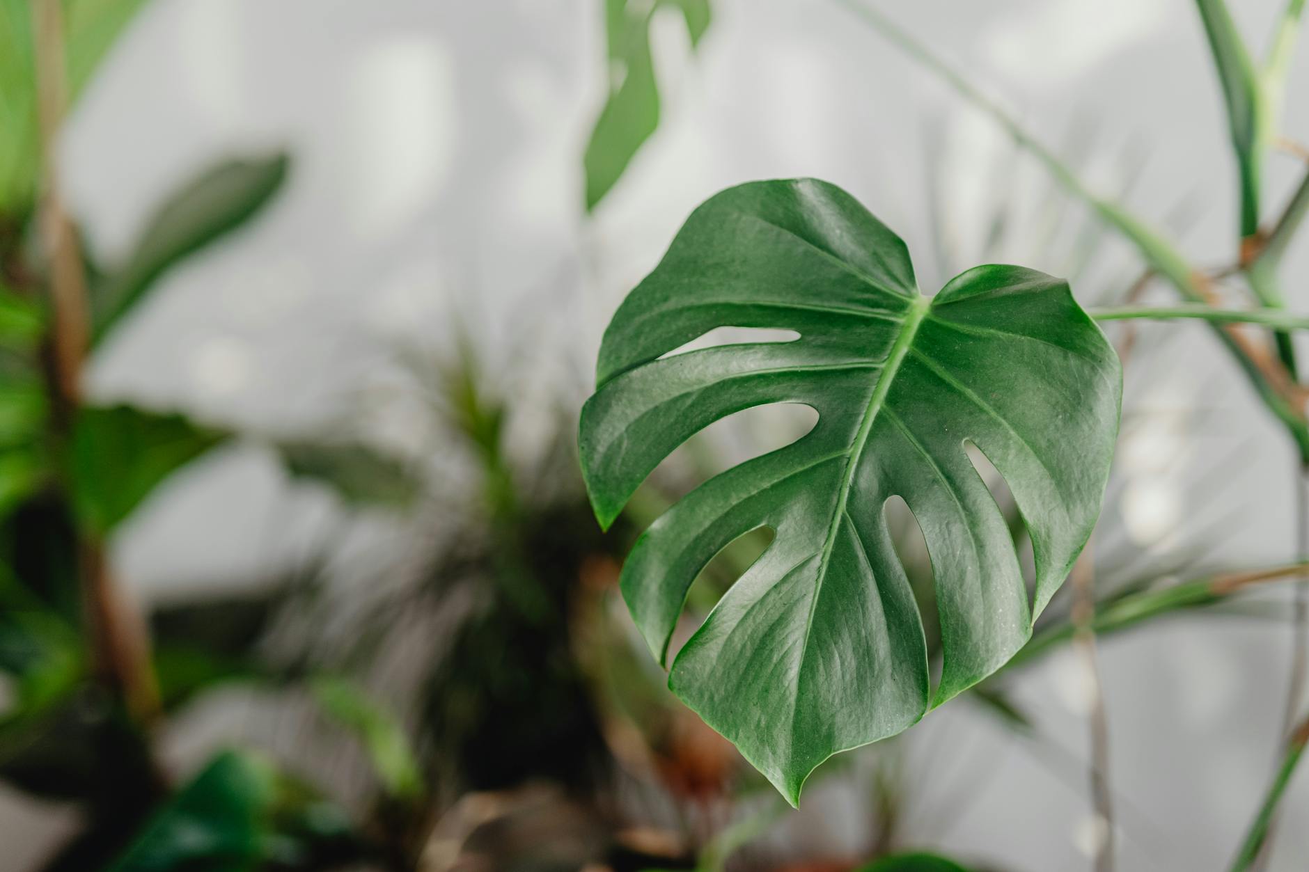 Lush Monstera deliciosa with split leaves in natural indirect light