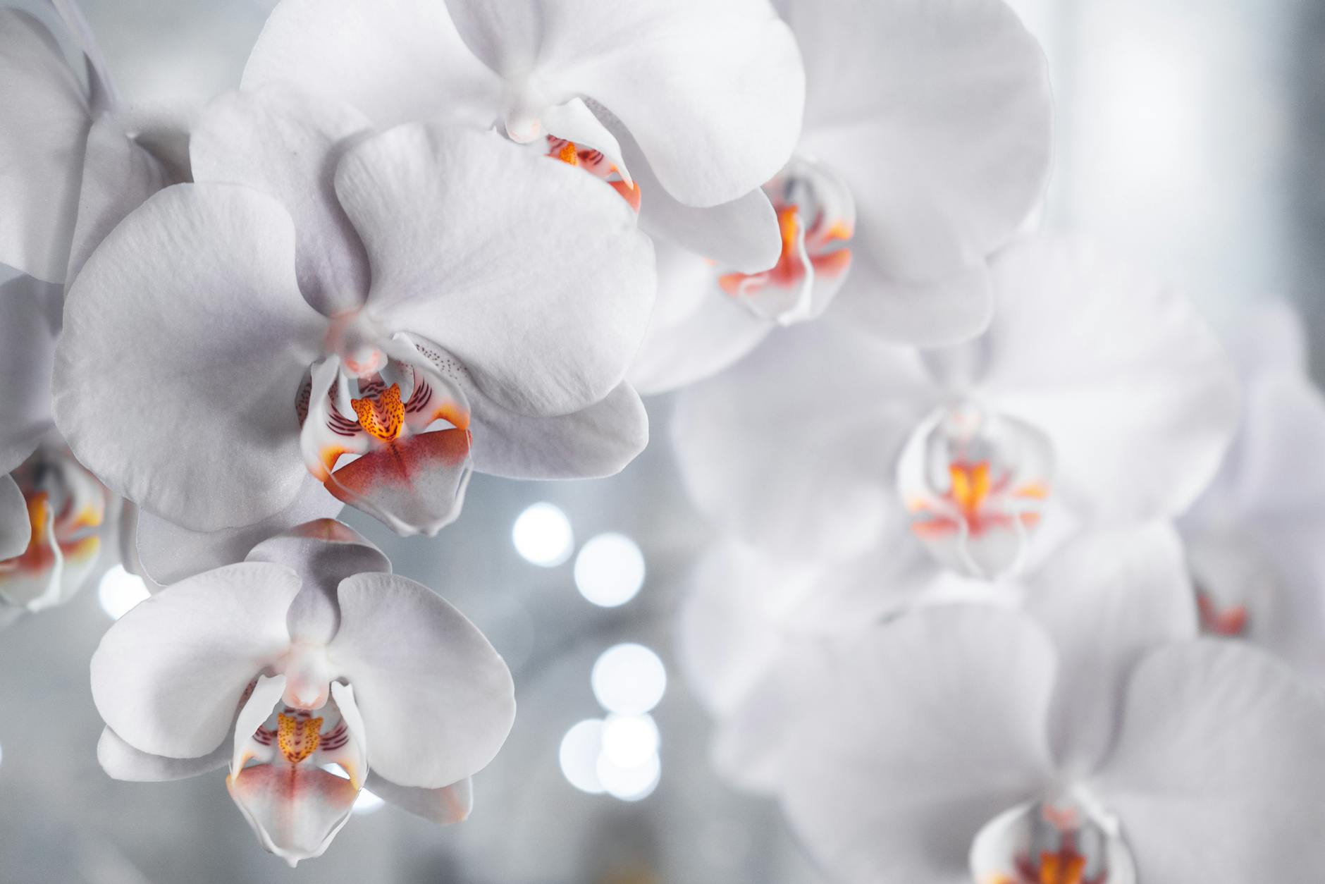 Phalaenopsis amabilis white flowers with orange and red lip on bloom spike