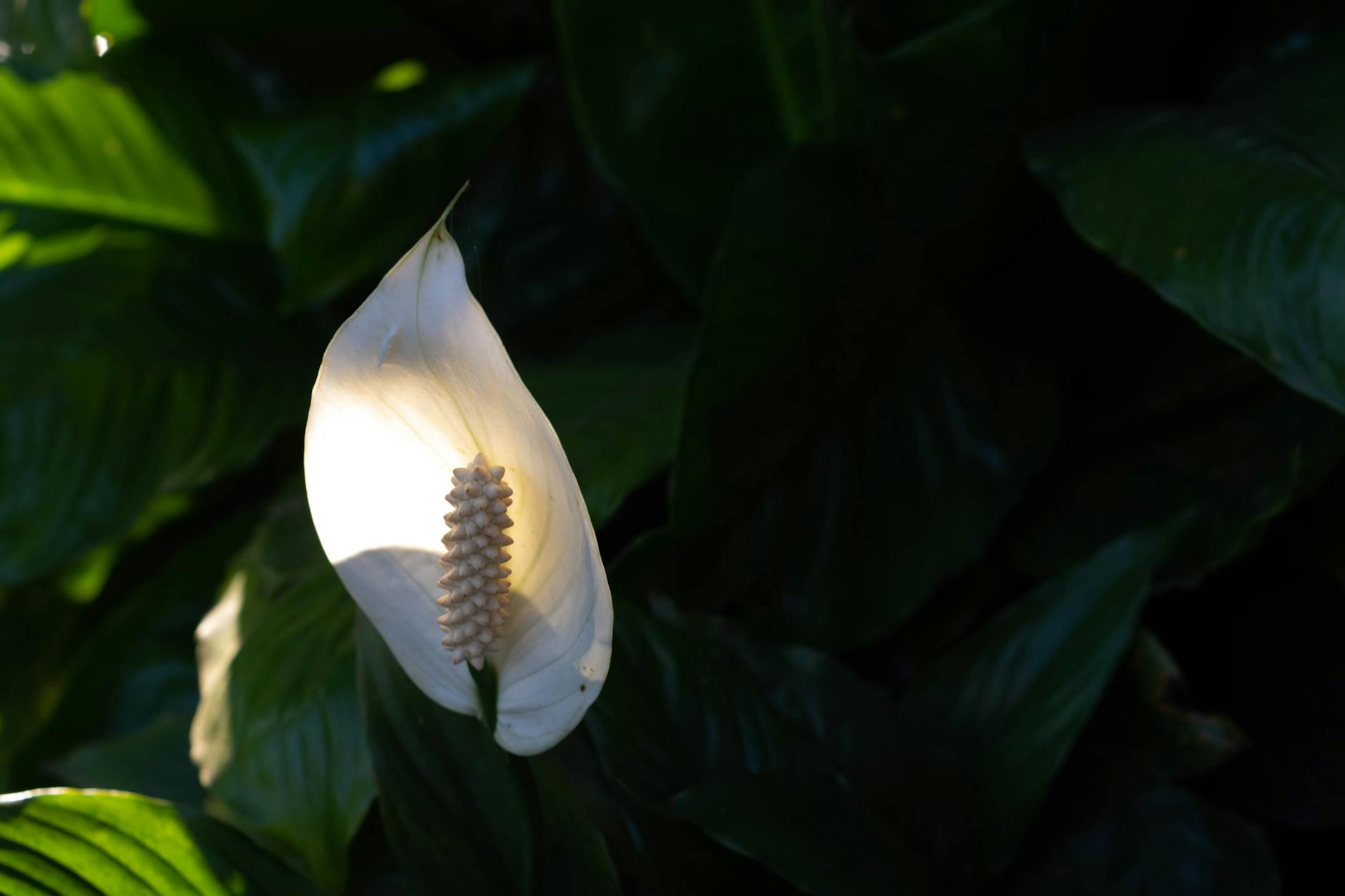Spathiphyllum wallisii with white spathe flower and green foliage