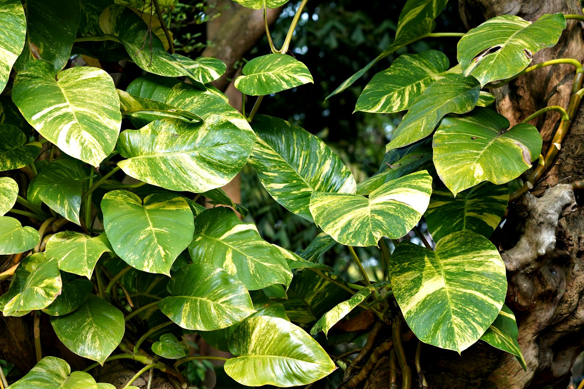 Philodendron hederaceum Brasil with yellow-and-green variegated leaves climbing