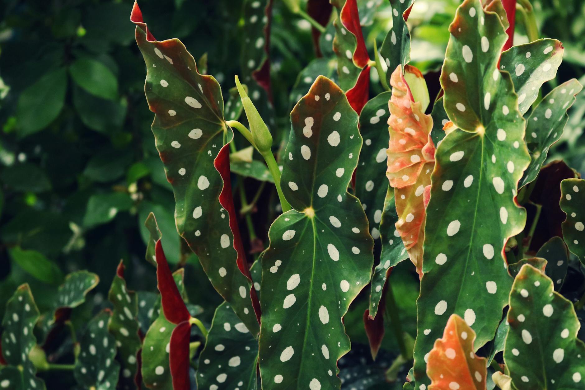 Begonia maculata with white polka-dotted dark green leaves and deep red undersides