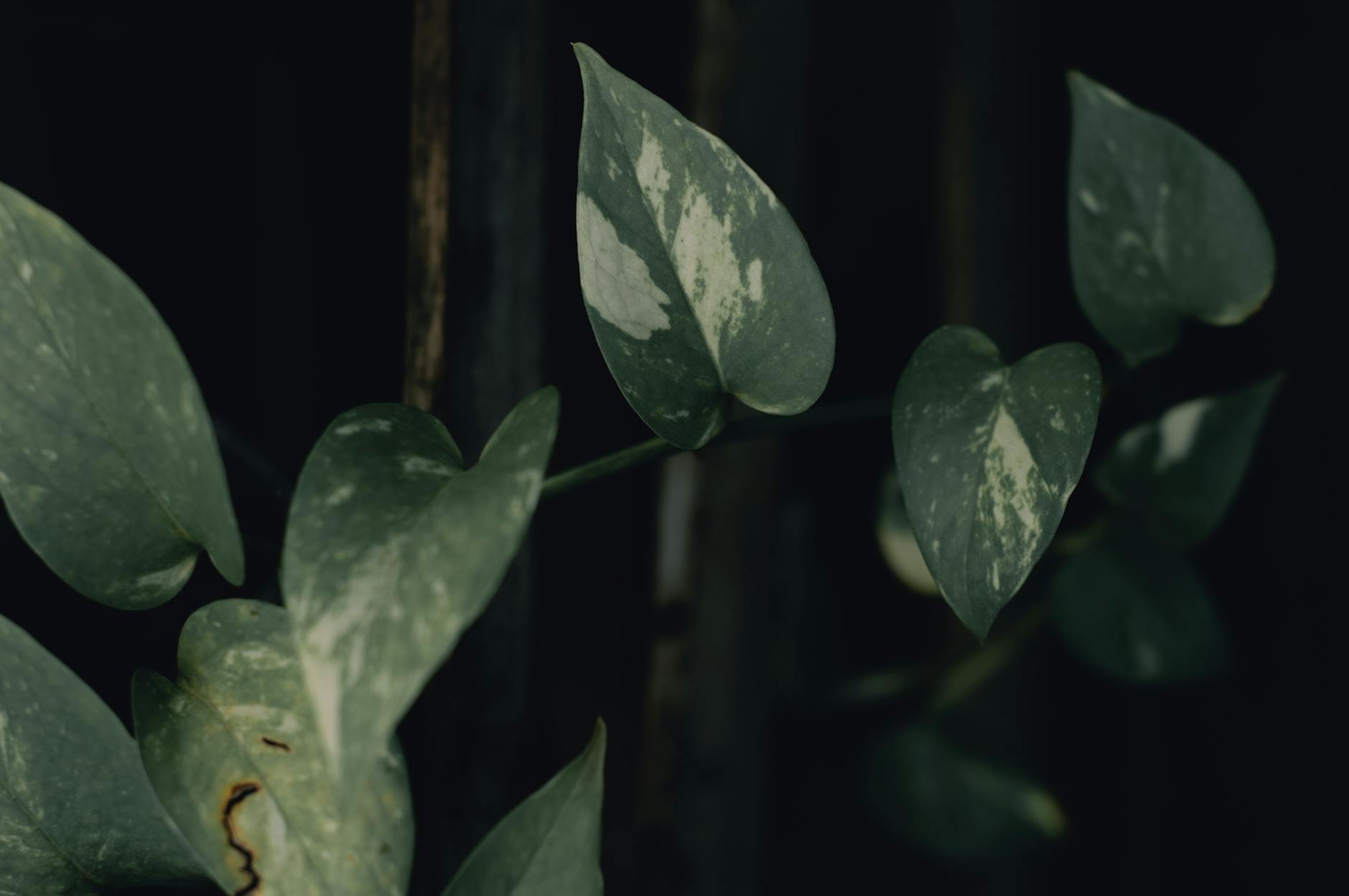 Epipremnum aureum trailing with heart-shaped golden-variegated leaves