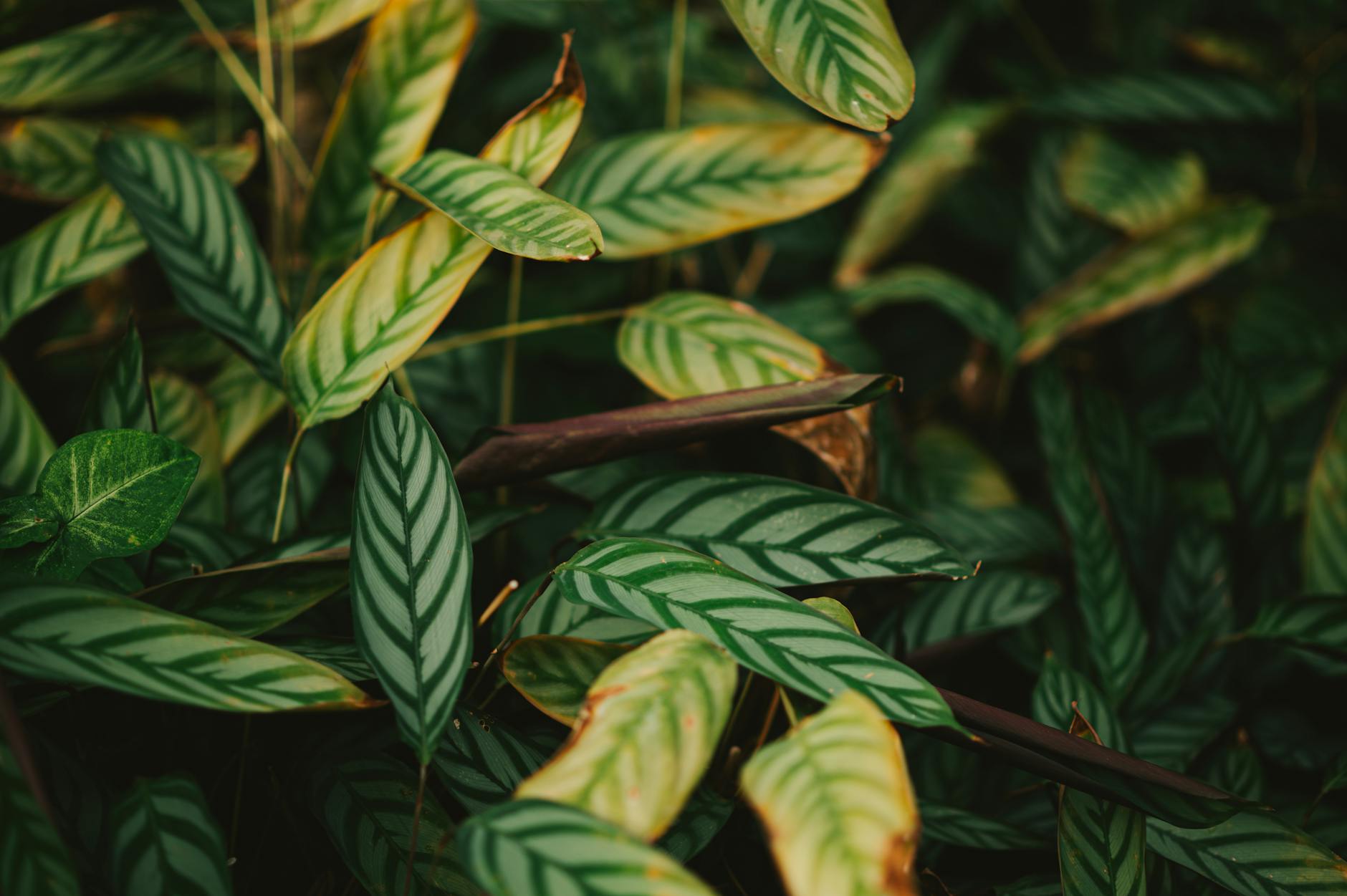Goeppertia insignis with long wavy leaves marked with dark green spots on a lighter green background