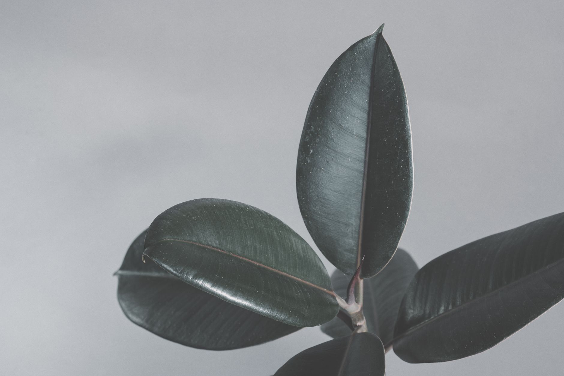 Ficus elastica with large glossy burgundy-tinted leaves
