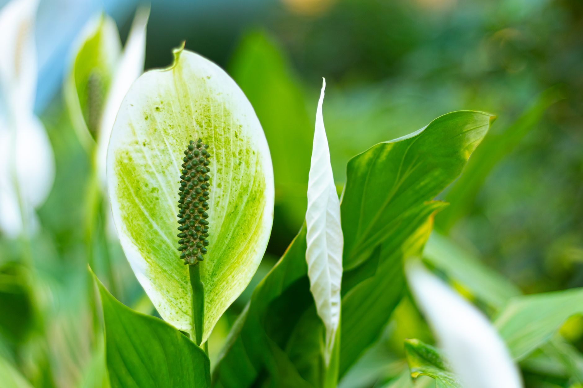 Spathiphyllum cochlearispathum spathe and spadix with large glossy green leaves