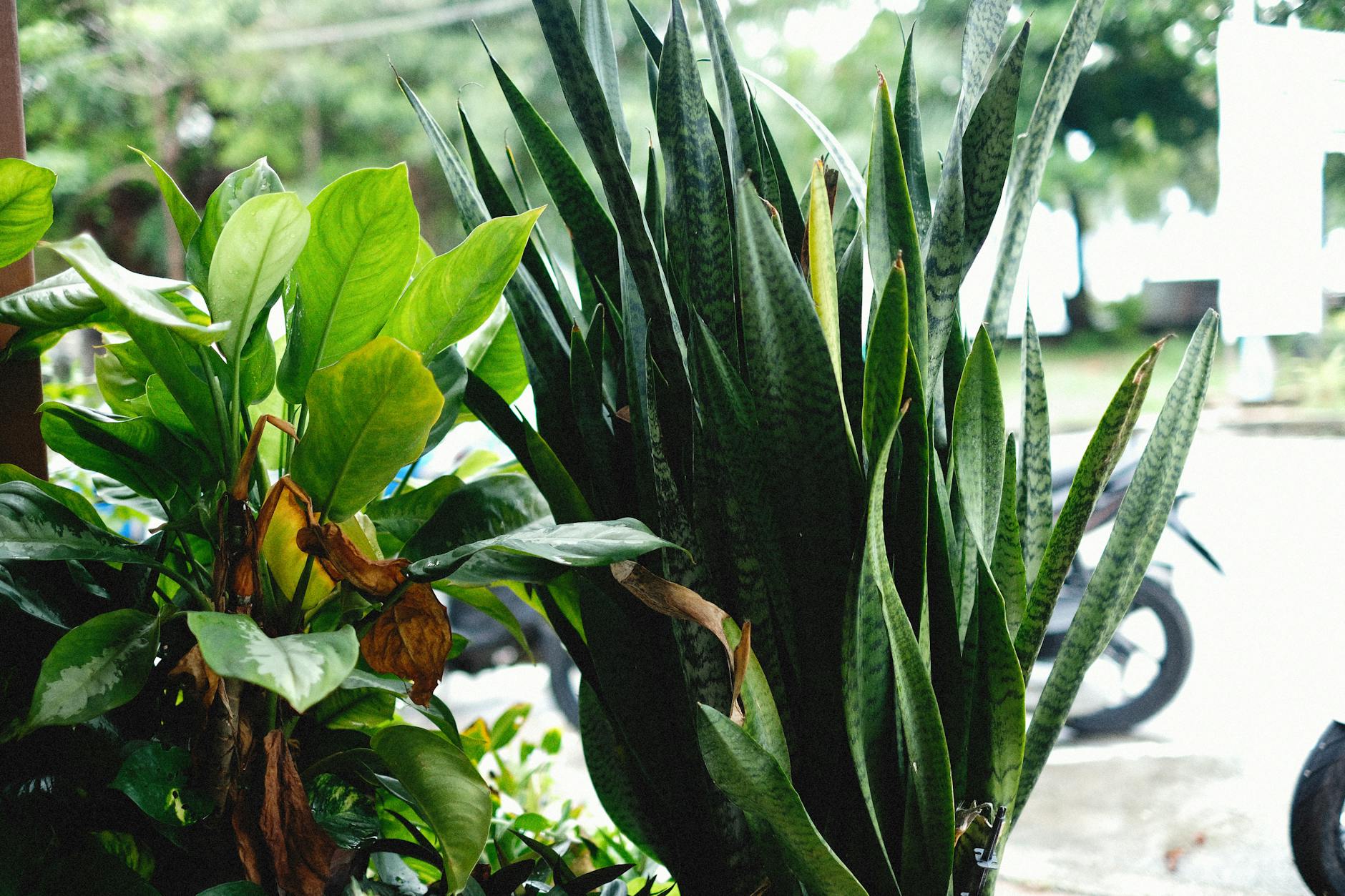 Dracaena trifasciata with upright sword-shaped variegated leaves
