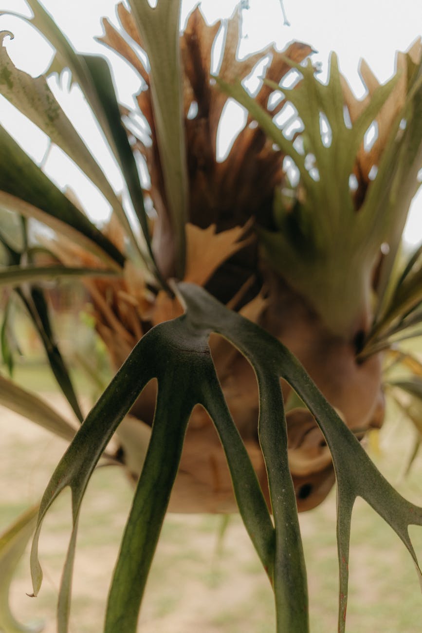 Platycerium bifurcatum with antler-shaped foliage fronds and brown shield fronds
