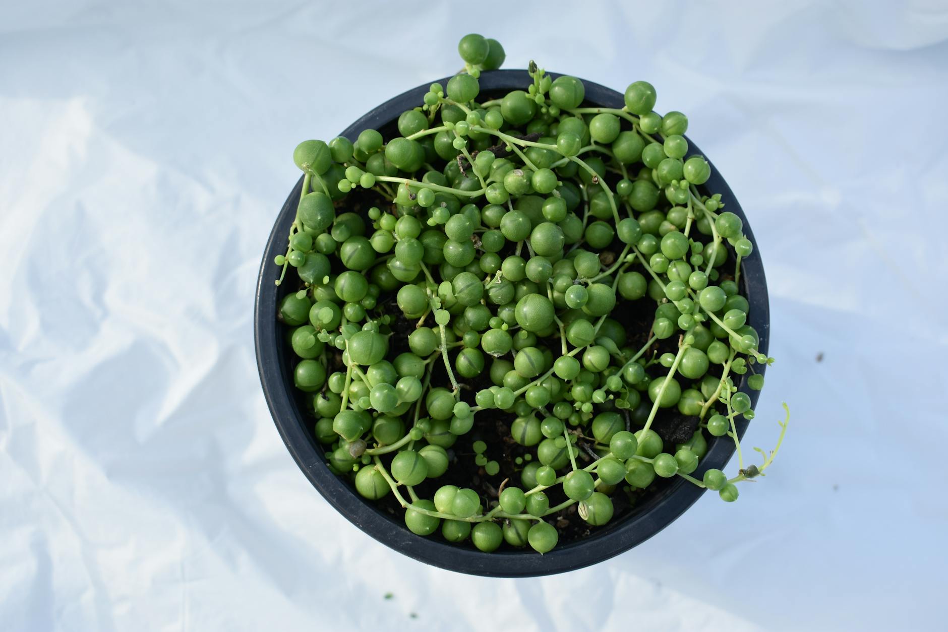 Senecio rowleyanus trailing with small spherical pearl-shaped leaves