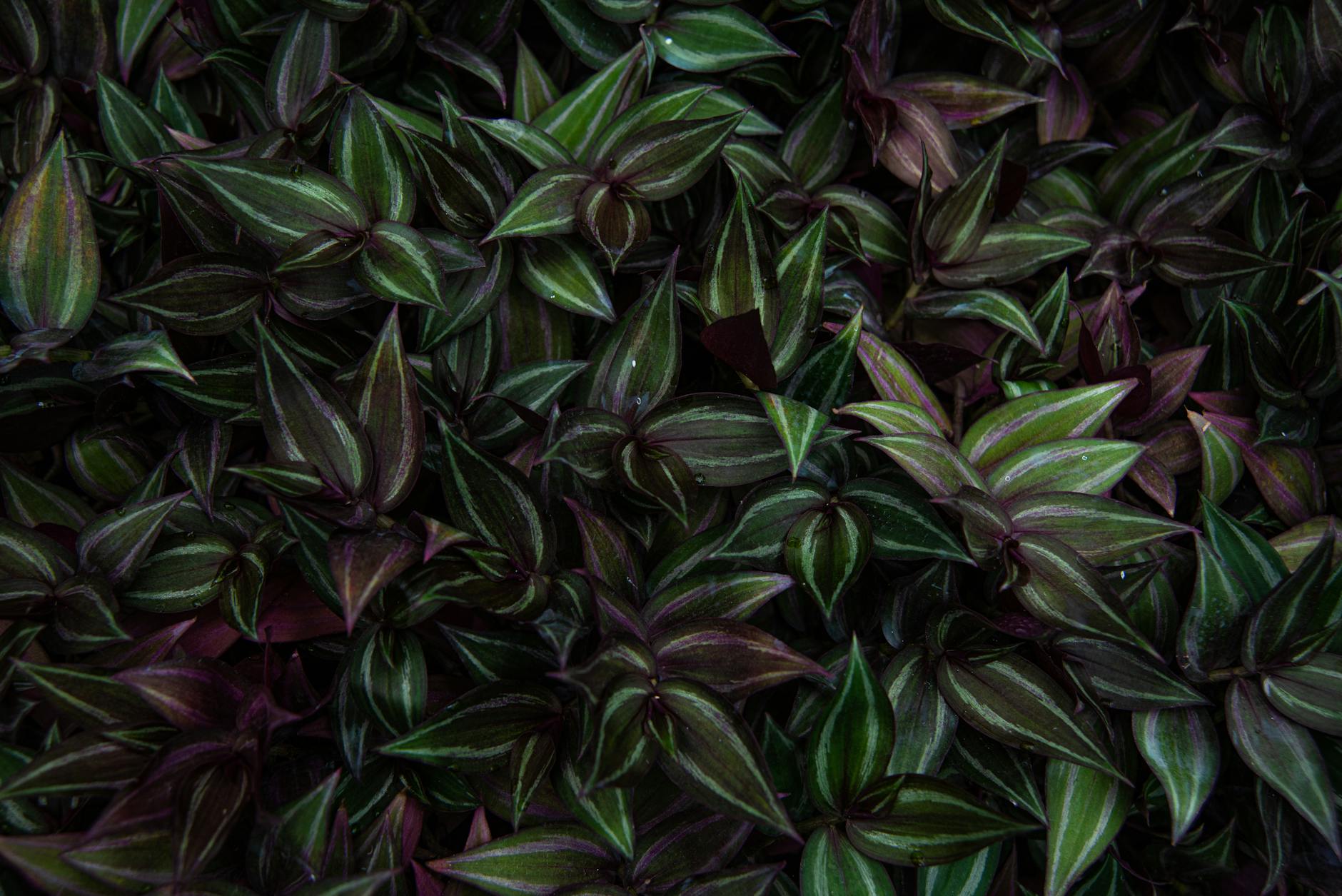 Tradescantia zebrina with silver-striped leaves and purple undersides trailing from a hanging basket