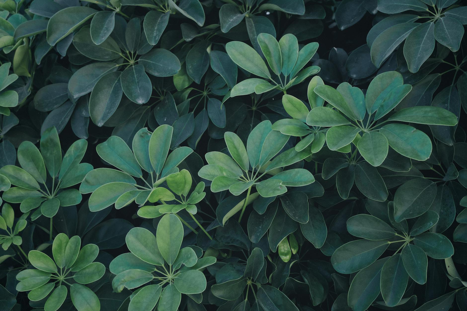 Schefflera arboricola with palmate compound leaves forming umbrella-shaped clusters on tall stems