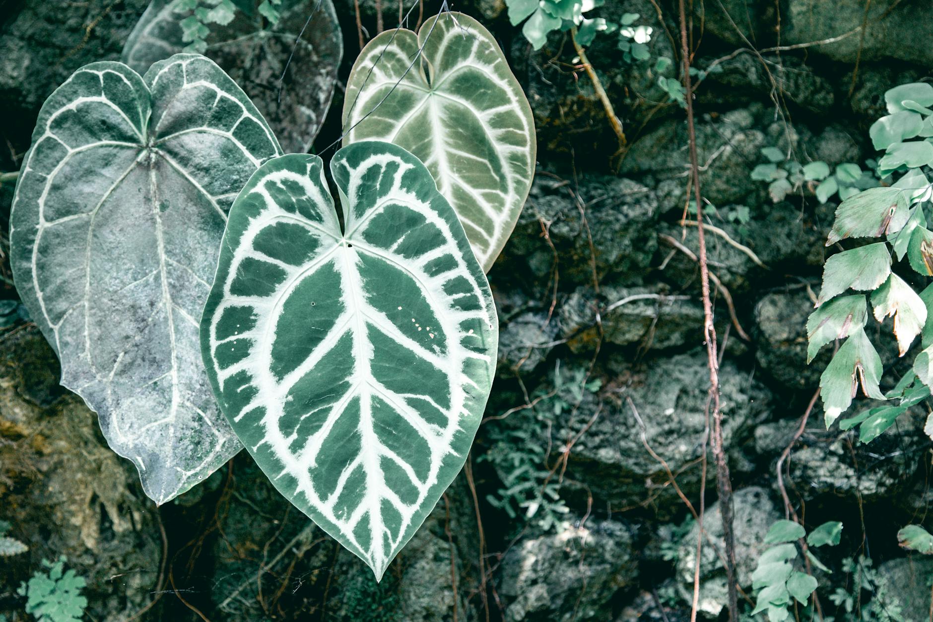 Anthurium clarinervium heart-shaped leaves with white venation pattern