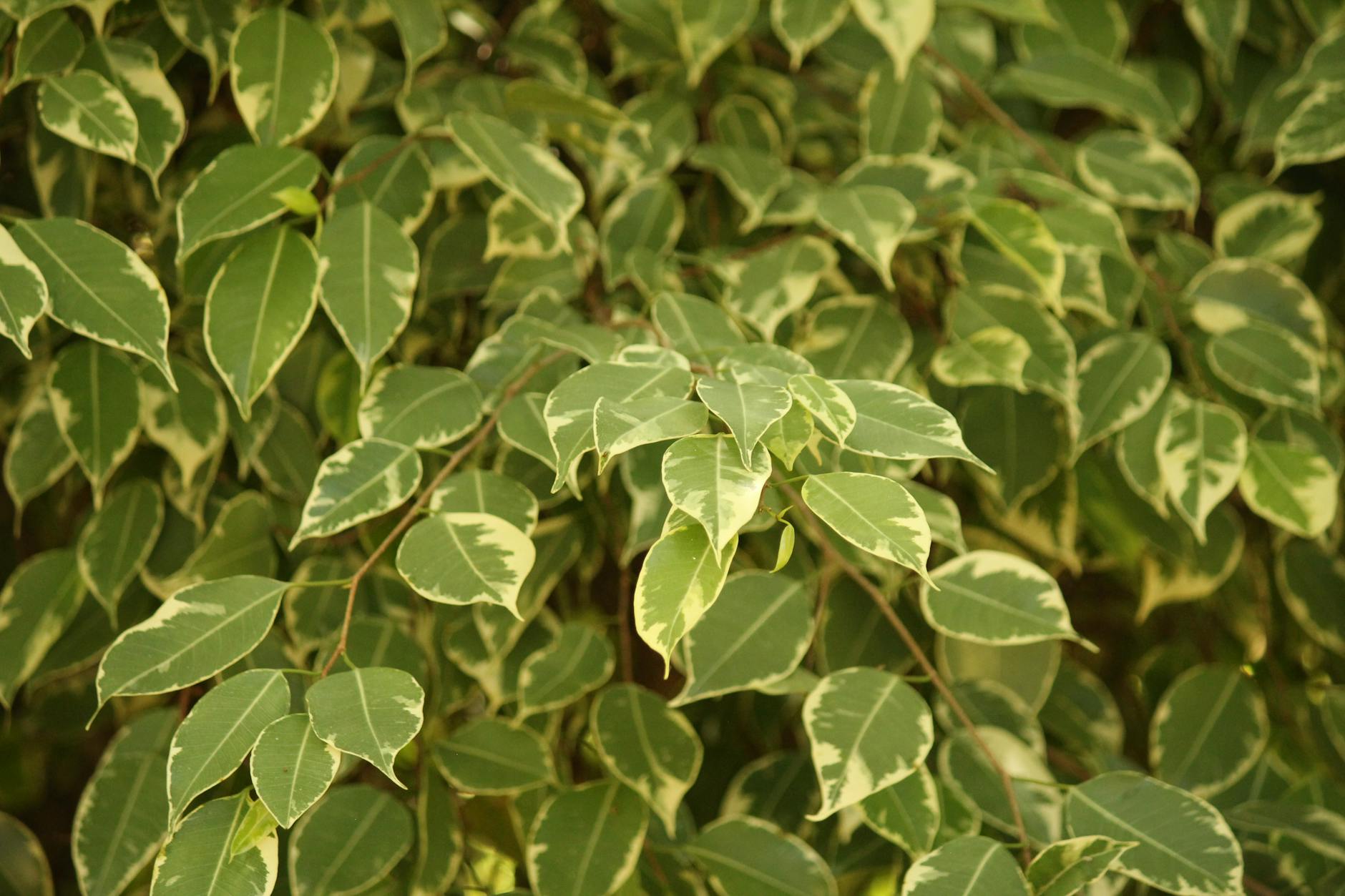 Ficus benjamina with cascading branches and small glossy dark green leaves forming an elegant indoor tree