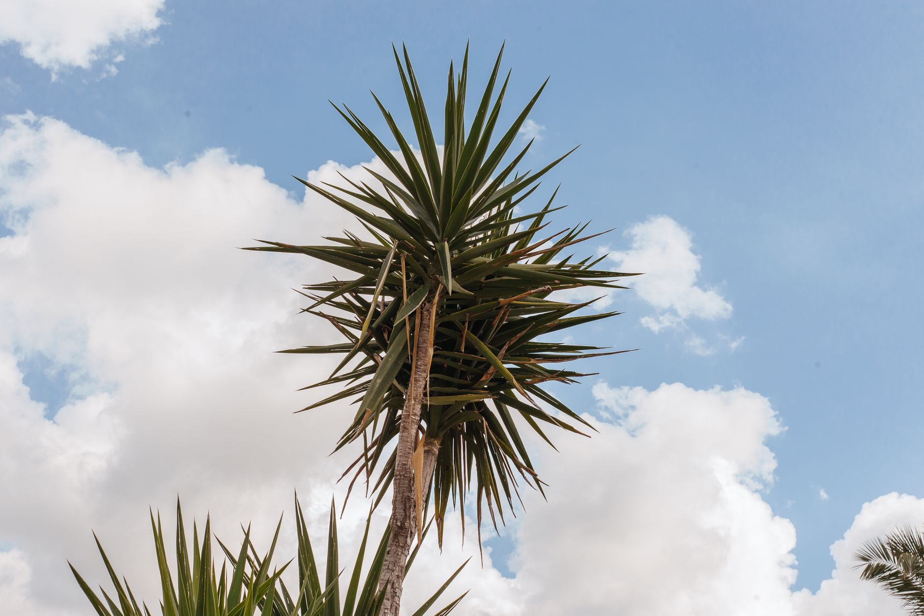 Yucca gigantea with sword-shaped leaves in a rosette on a thick woody trunk in a bright room