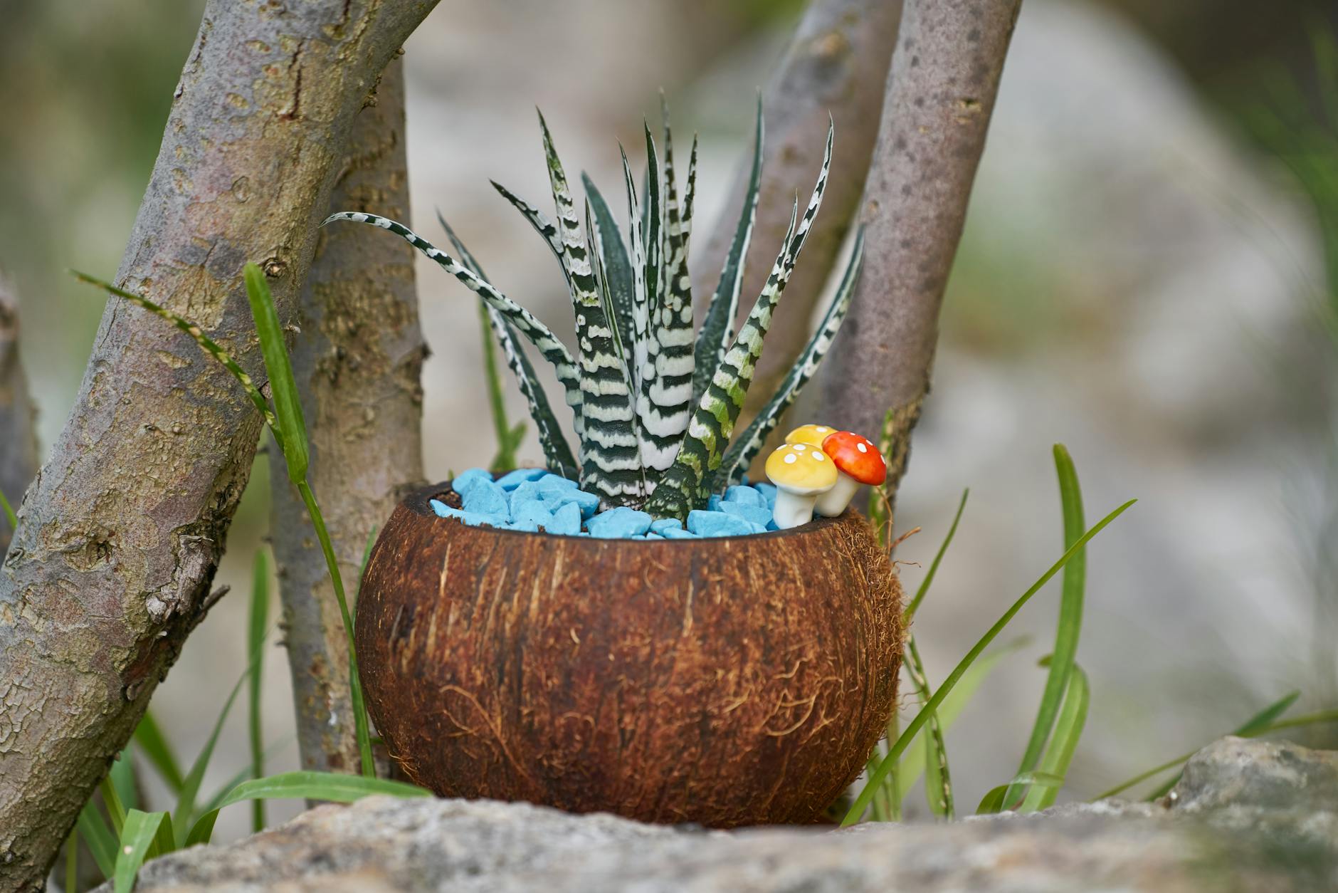 Haworthiopsis fasciata rosette with dark green leaves and white horizontal tubercle bands