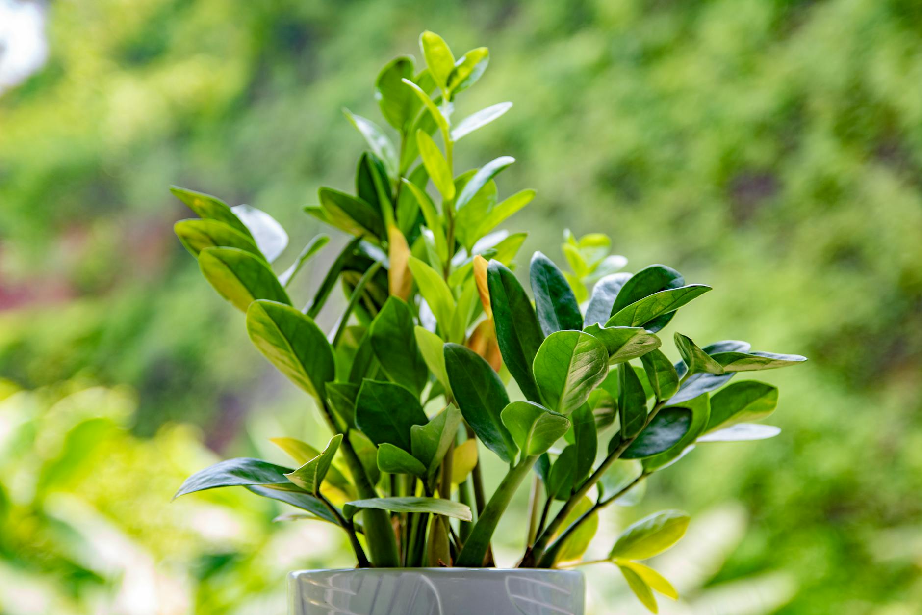 Zamioculcas zamiifolia with glossy dark green pinnate leaves